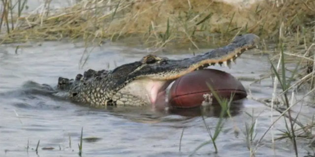 Sandra Rayman Harrison posted a photo to Facebook that showed an alligator carrying a football around in its mouth in the Big Cypress National Preserve in southern Florida.