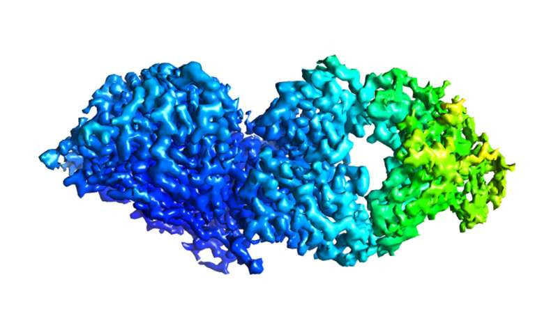 Antibodies protect against wide range of influenza B virus strains