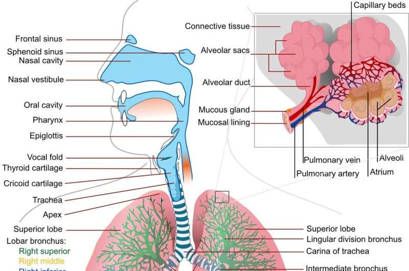 lungs