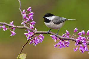 Chickadee on a redbud branch