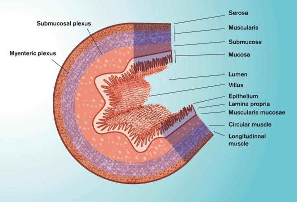 Anatomy of small intestine.