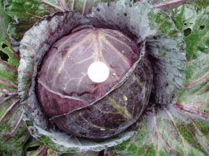 Cabbage 'Red Rookie' on right - 2 euro coin sitting on top for comparison.