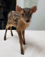 A baby deer at South Essex Wildlife Hospital