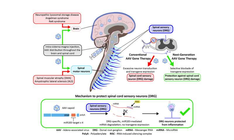 Penn researchers develop approach to prevent toxicity tied to neurological gene therapy