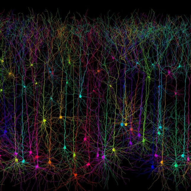 Computer simulated pyramidal neurons