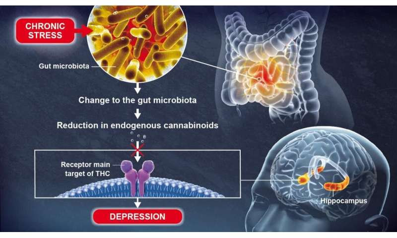 Gut microbiota plays a role in brain function and mood regulation