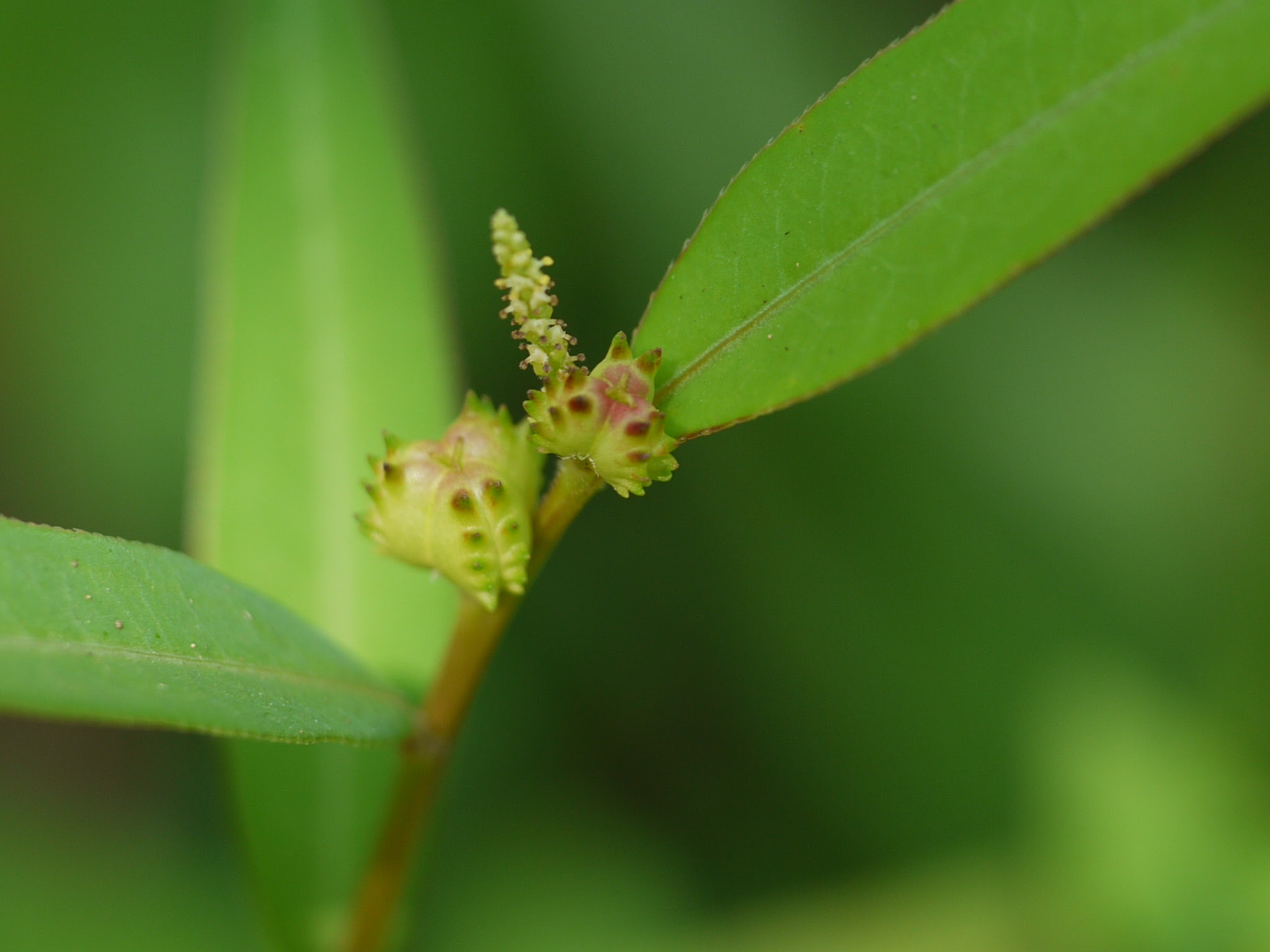 Microstachys chamaelea (L.) Müll.Arg.