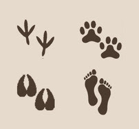 Footprints of a chicken, dog, horse and human