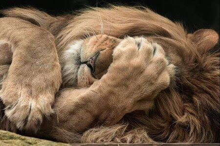 Lion-Headache
