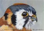 American Kestrel ACEO - Posted on Wednesday, March 25, 2015 by Janet Graham