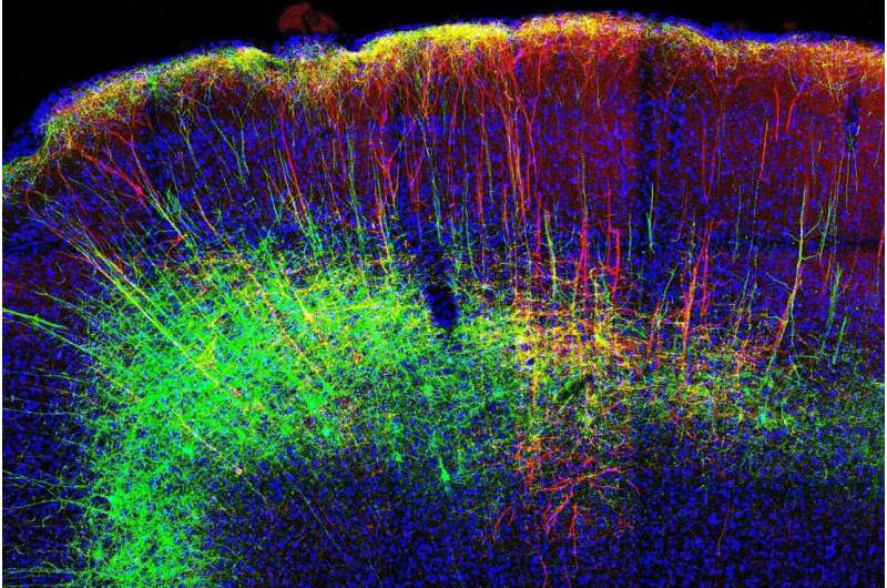 Researchers study pain-relieving neural mechanisms by activation of the motor cortex