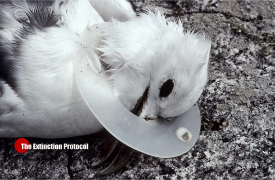 Study finds over 90 per cent of seabirds have consumed plastic Seabird-pollution