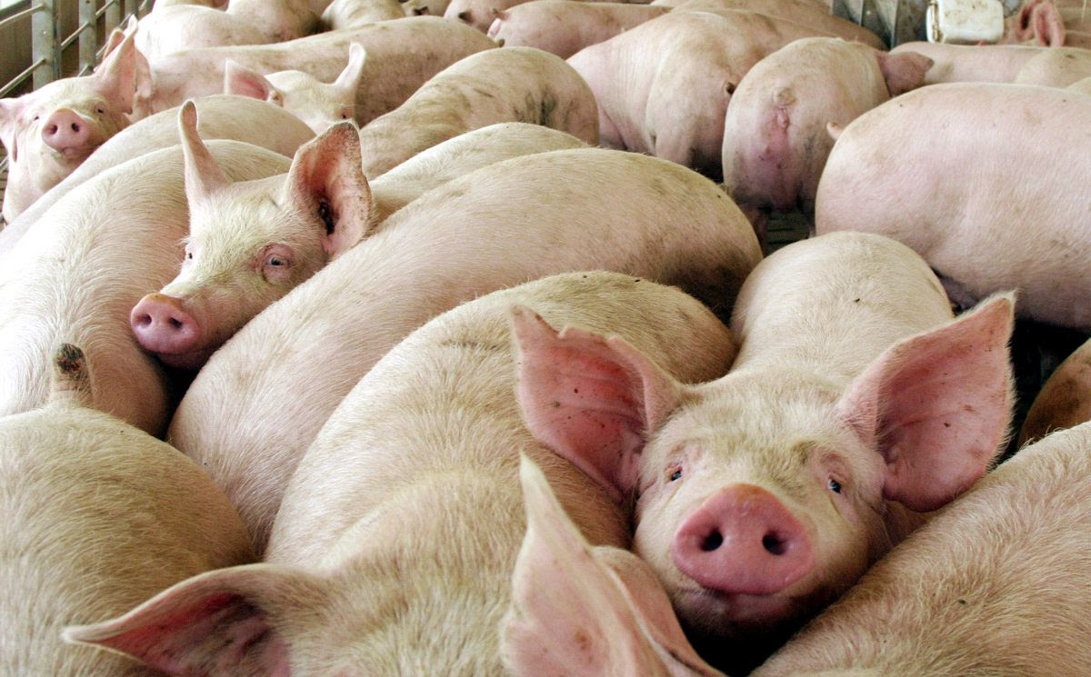 Rechazan la nueva
                                            legislación para la
                                            regulación de la ganadería
                                            industrial porcina