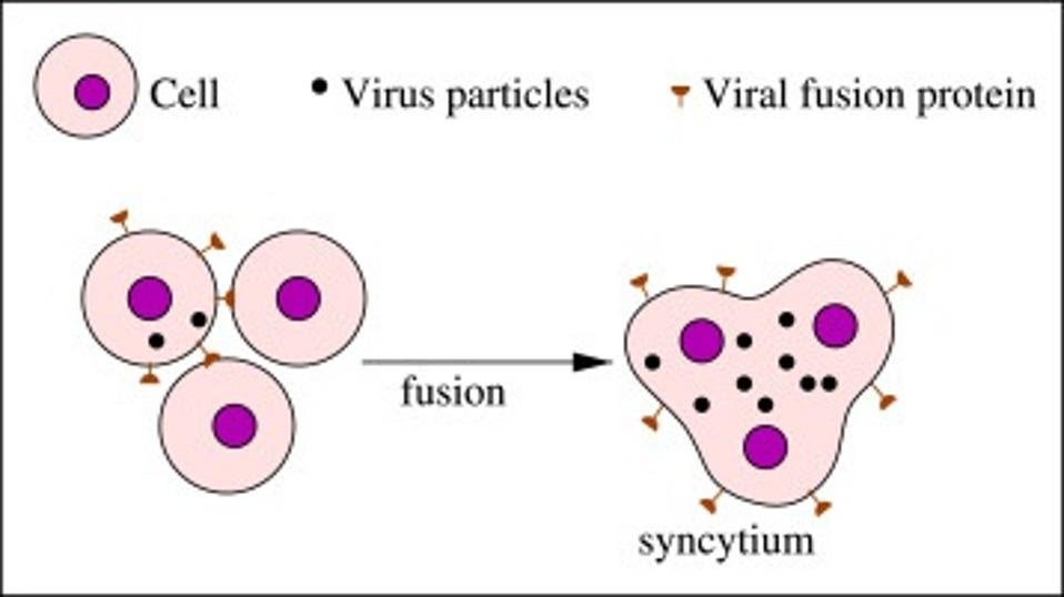 syncytia formation.