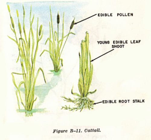 cattail illustration edible plants