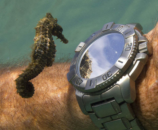 A seahorse inspects a diver's watch