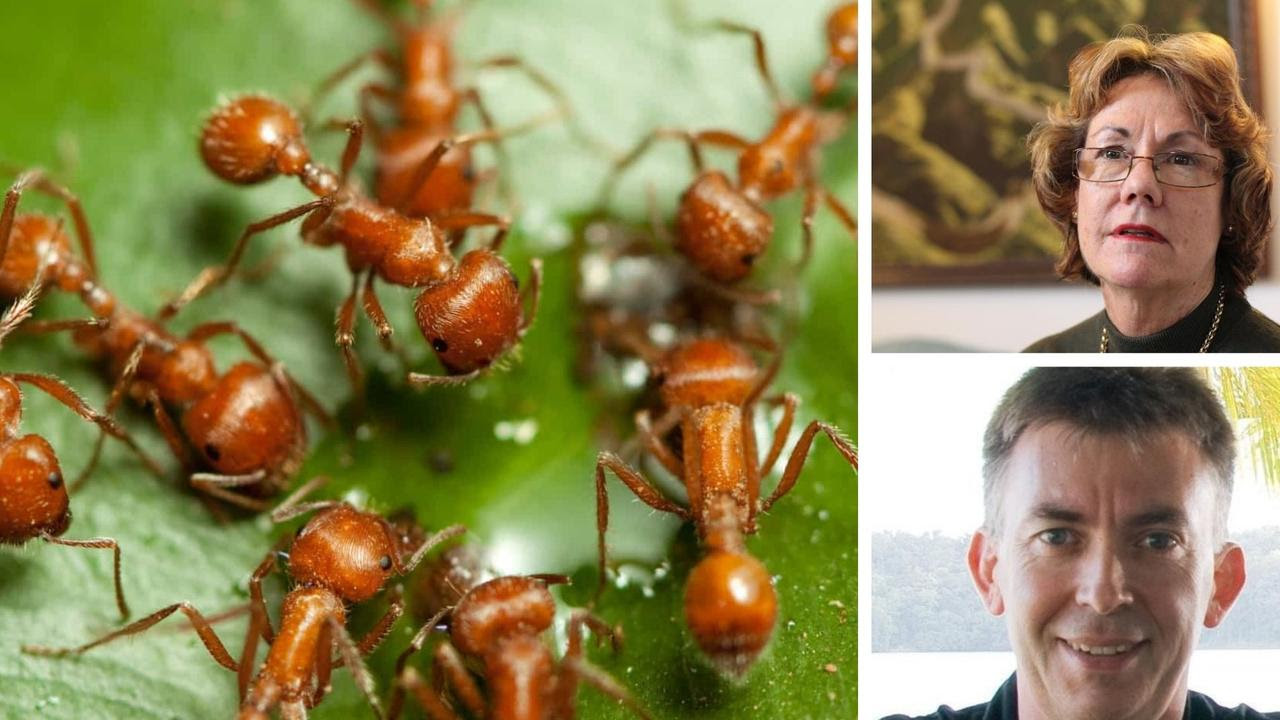 A new DIY fire ant program, to be tested in Yarrabilba, has raised concerns with whistleblower Pam Swepson, <i>top</i>, even though Graeme Dudgeon says it will slow the spread of the deadly insects.
