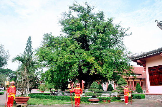 Kết quả hình ảnh cho bao tang quang trung