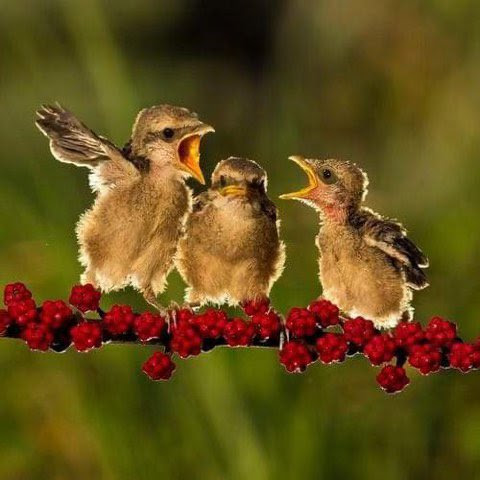 Baby-Birds