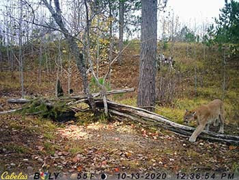 A daytime trail camera image shows a cougar at a baiting site in the Upper Peninsula.