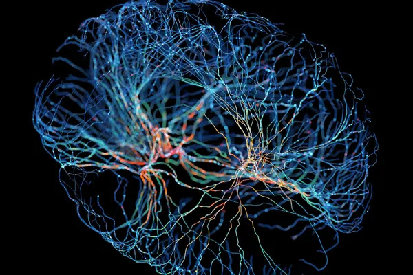A visualisation of the neurons in the brain, following new research that shows human brains have over 3,000 unique cell types