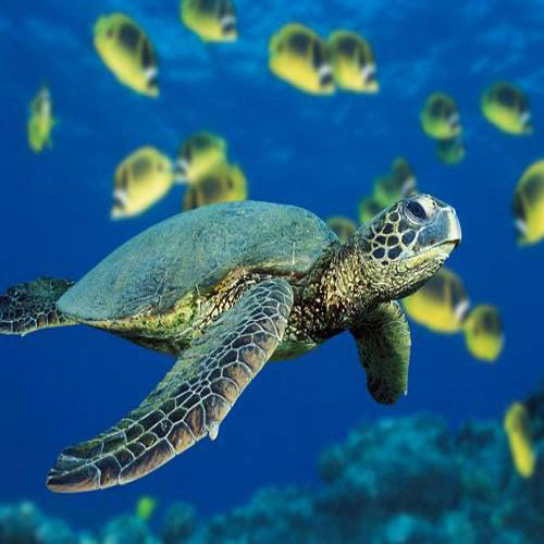 Rùa biển cũng giống cá hồi, rất thích quay trở về làm tổ tại bãi biển mình được sinh ra. Làm được điều này, rùa biển cũng sở hữu cơ quan cảm thụ từ trường Trái đất.