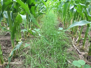cover crop image 2017 cover crop image 2017