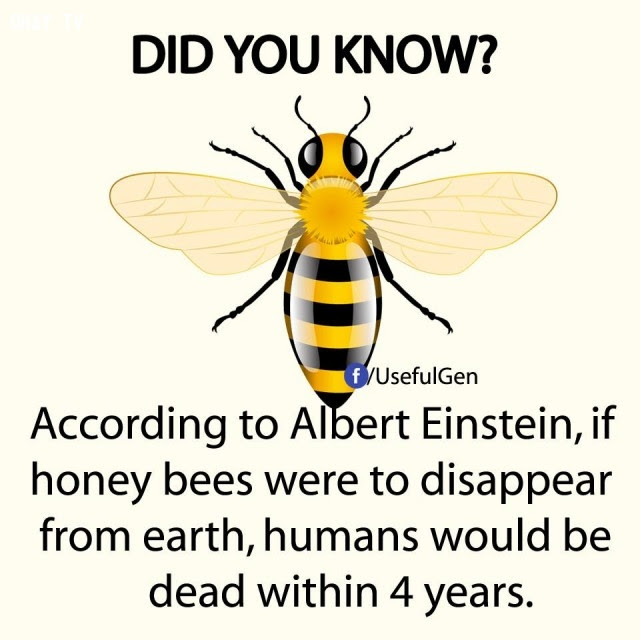 9. Theo Albert Einstein, nếu ong mật biến mất khỏi trái đất, loài người sẽ chết trong vòng 4 năm.,sự thật thú vị,sự thật đáng kinh ngạc,những điều thú vị trong cuộc sống,có thể bạn chưa biết