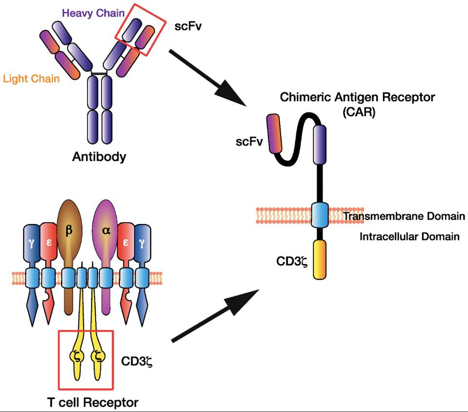 Basic design of a chimeric antigen receptor