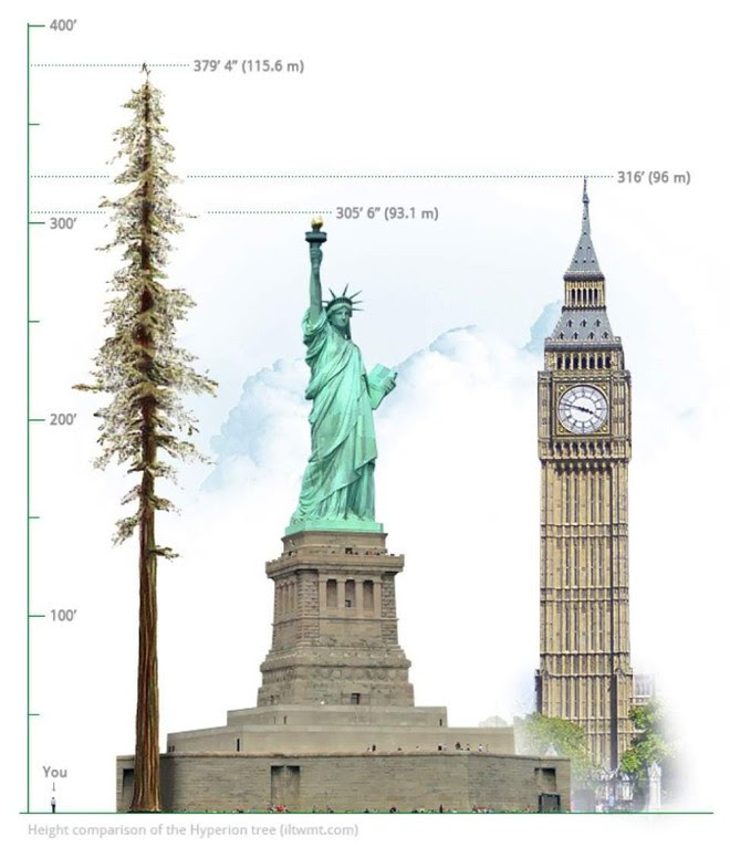 Đây là cái cây cao nhất thế giới, và là niềm tự hào của cả nước Mỹ - Ảnh 1.