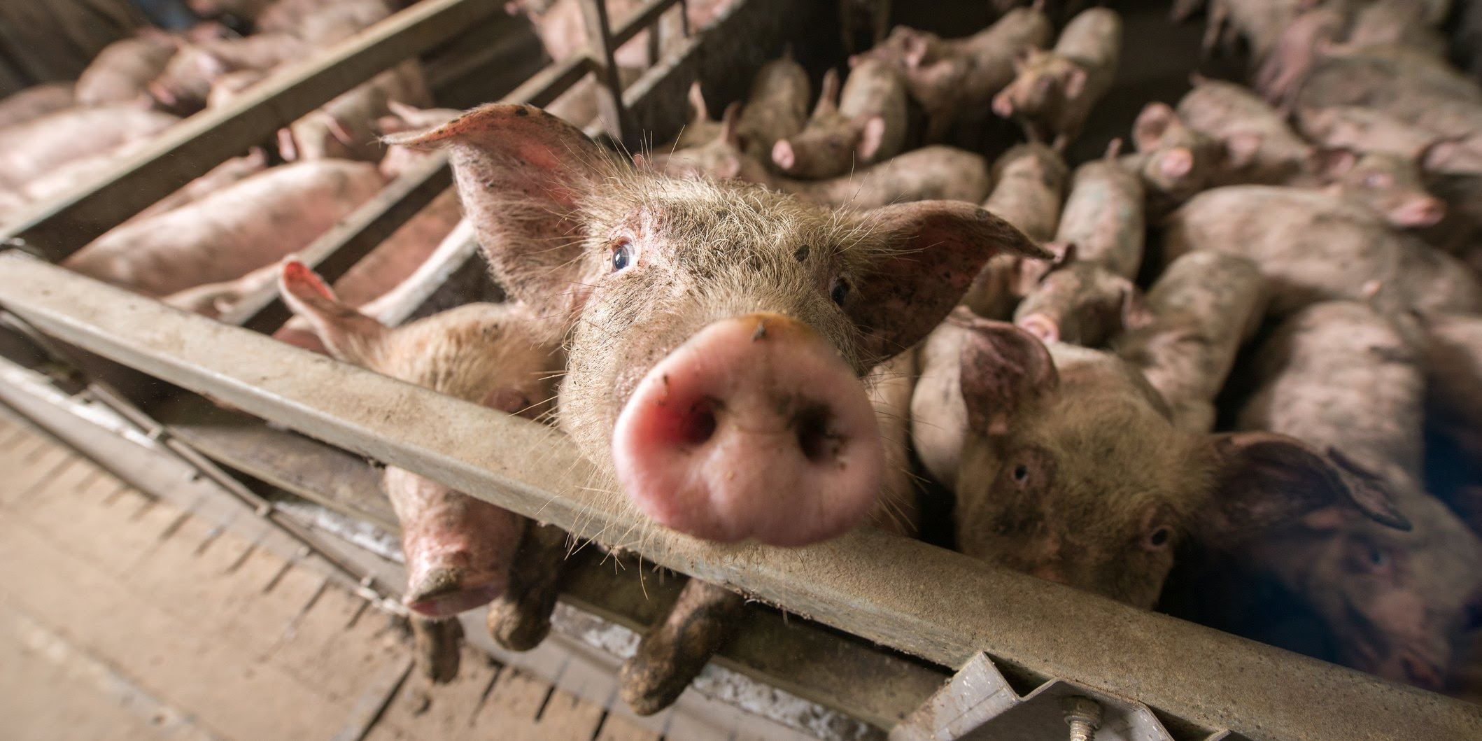 A dirt pig raises its head out of a pen filled with other pigs