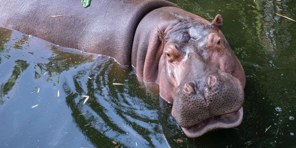 A hippo in the water looks up at the sky, into the camera.