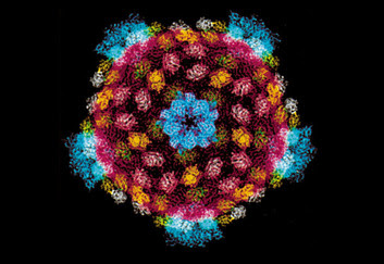 Reovirus core structure