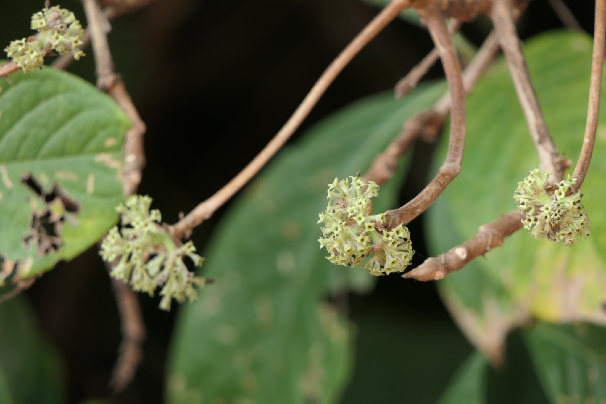 Pavetta crassicaulis Bremek.