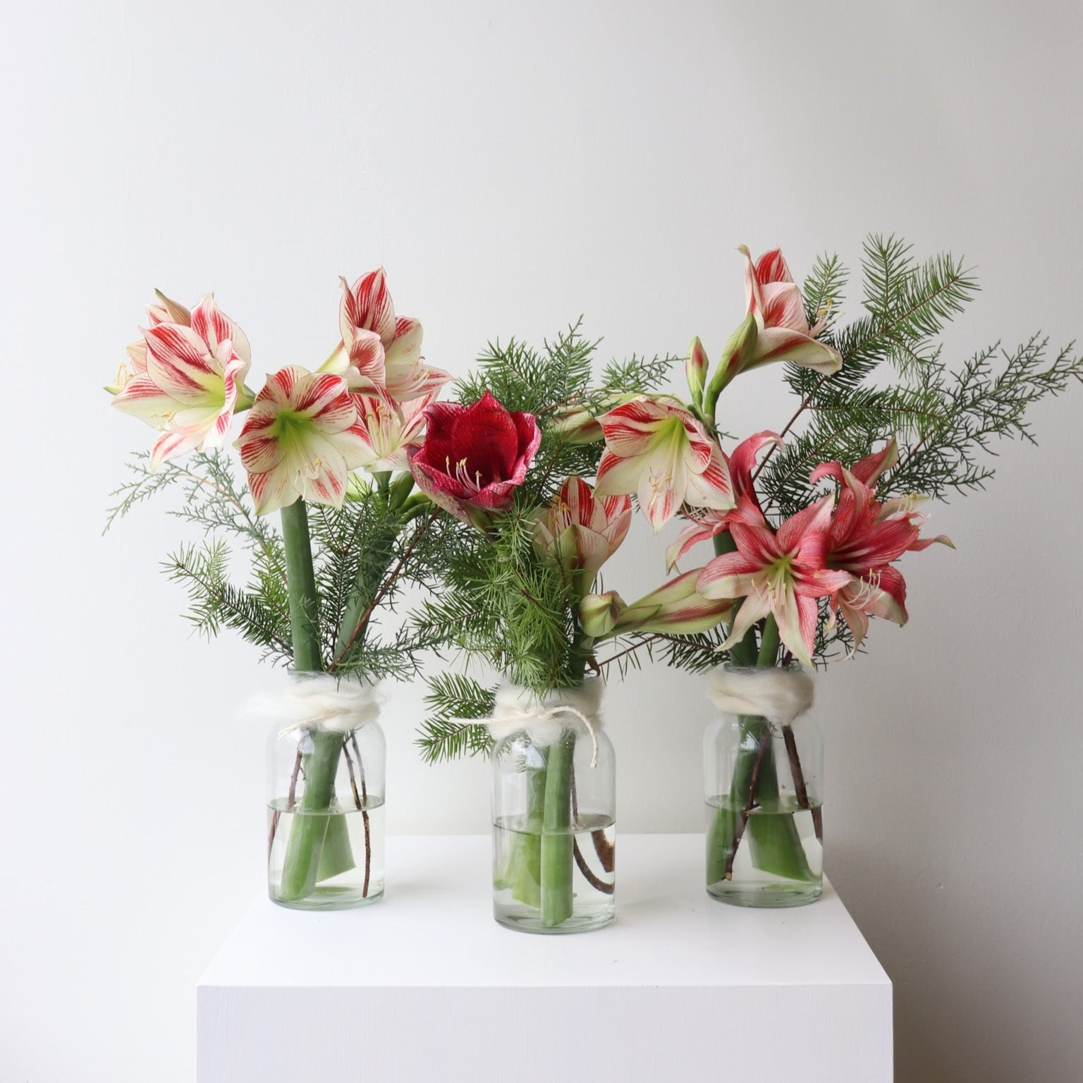 Amaryllis Bottle Trio