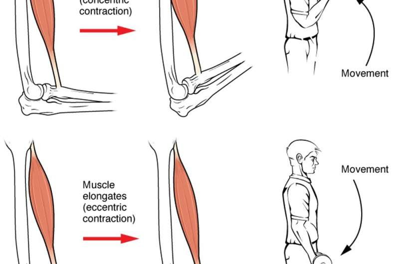 50-year-old muscles just can’t grow big like they used to — the biology of how muscles change with age