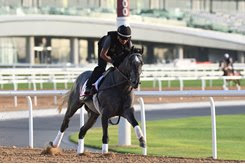 Pavel trains ahead of his fourth-place run in the Dubai World Cup at Meydan
