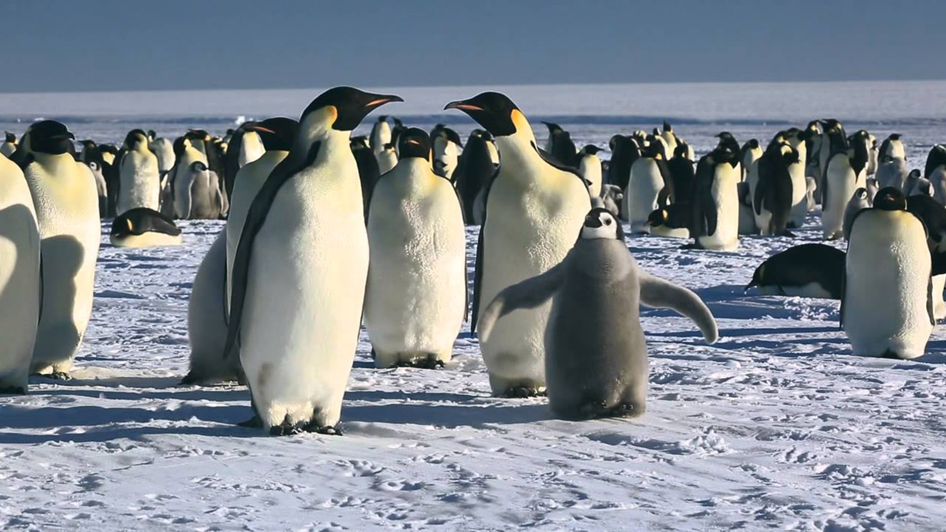 Το Ταξίδι του Αυτοκράτορα (March of the Penguins)