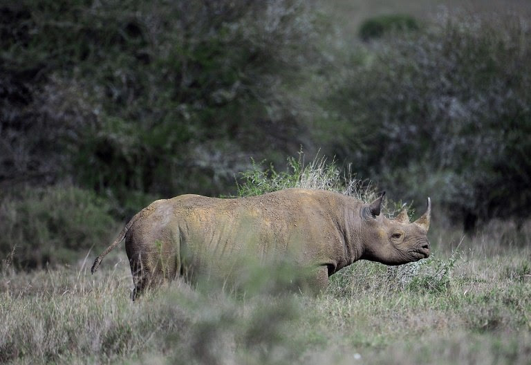 Only about 1,000 of Africa's Eastern black rhinos remain in the wild