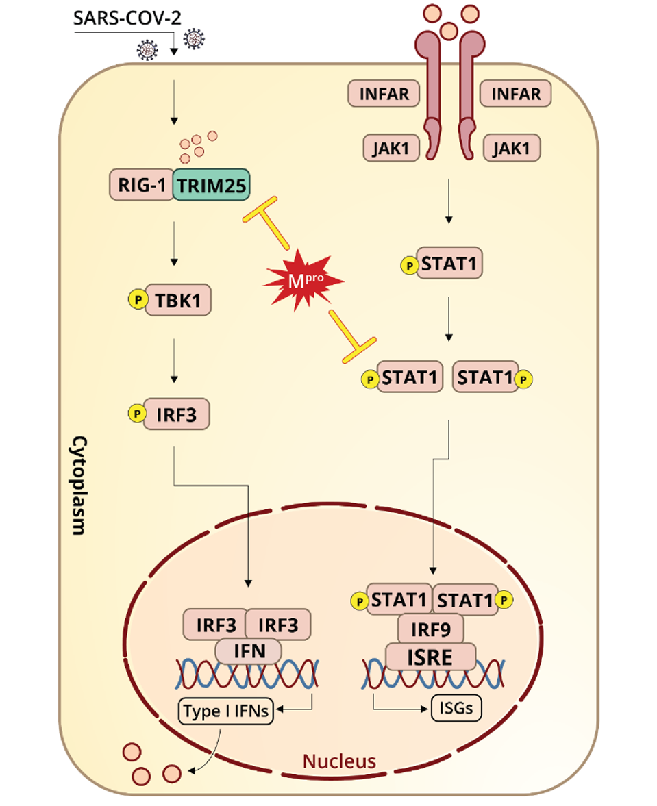 ″Schematic representation of SARS-CoV-2 Mpro antagonizing antiviral immunity.″