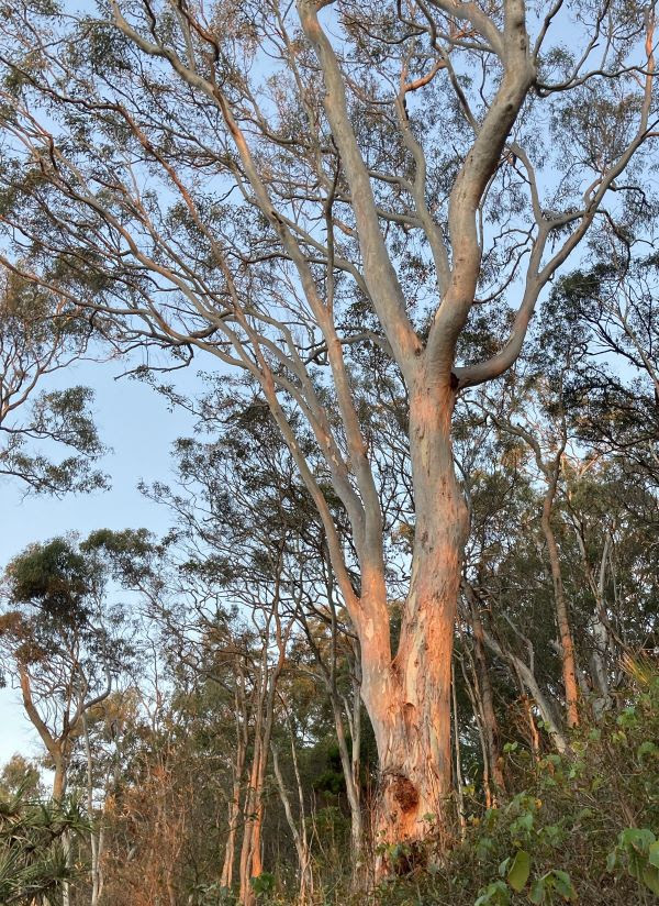 Late afternoon sun shining on a large eucalypt in Noosa National Park