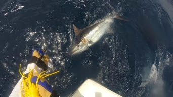 A picture containing a blue marlin