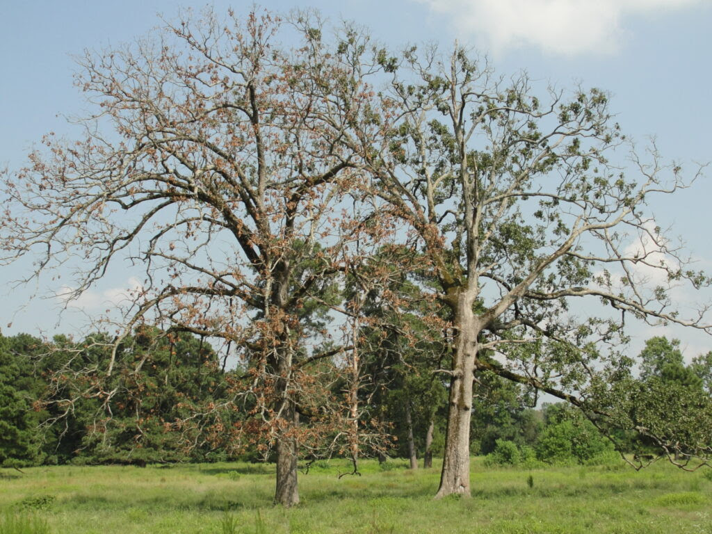 Two Post Oak trees that were damaged by the 2021 historic freeze in Texas. The oaks are in need of tree care. They have brown leaves and show obvious signs of damage, especially in contrast to the lush green trees behind them and the green grass.