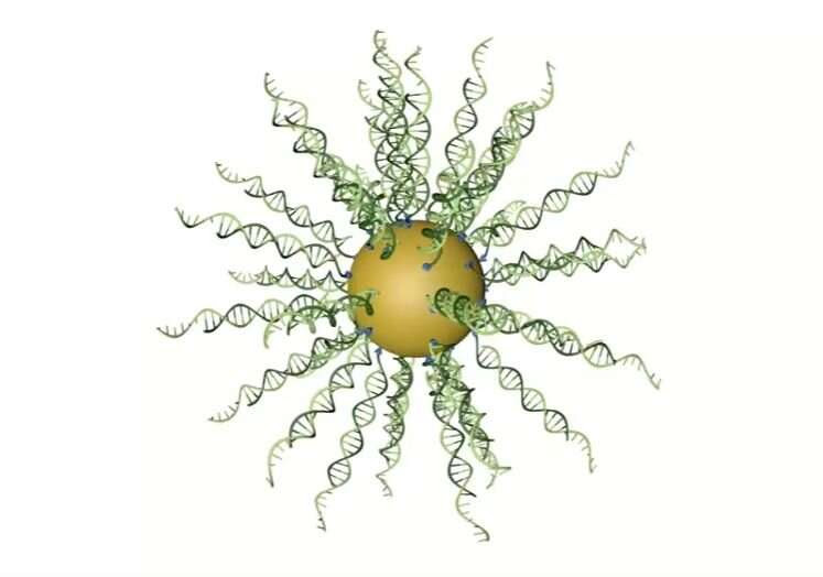 New spherical nucleic acid 'drug' kills tumor cells in humans with glioblastoma