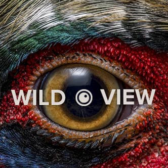 wildview blog