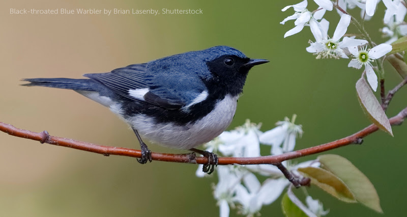 image of Black-throated Blue Warbler. Photo by Brian Lasenby, Shutterstock.