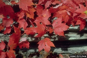 red maple leaves with red coloring in autumn