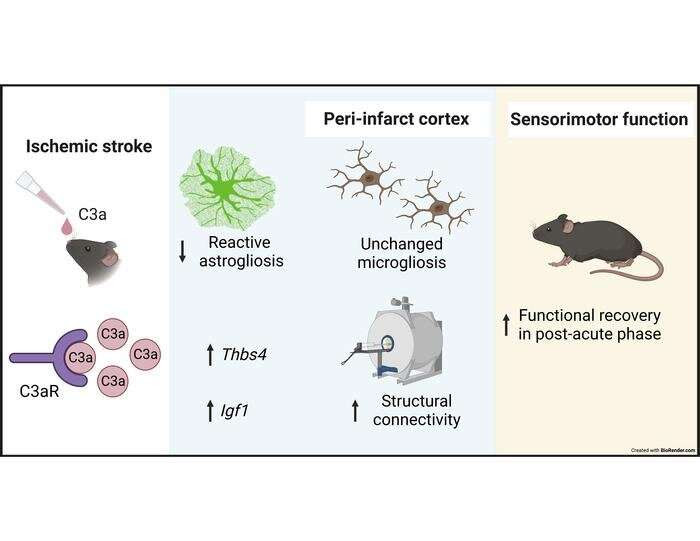 Groundbreaking findings bring hope for faster and better recovery after stroke