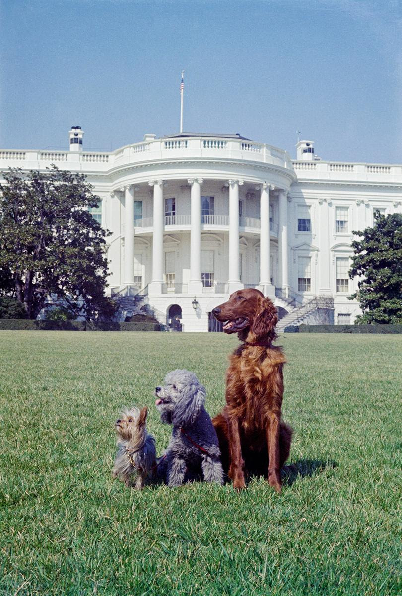 are dogs allowed in white house