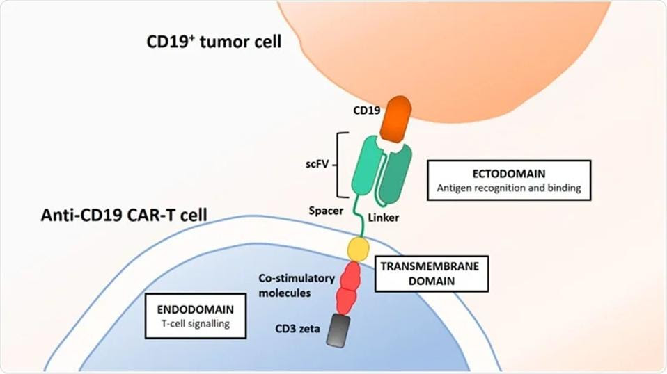 CAR T cell binding to CD19+ tumor cell